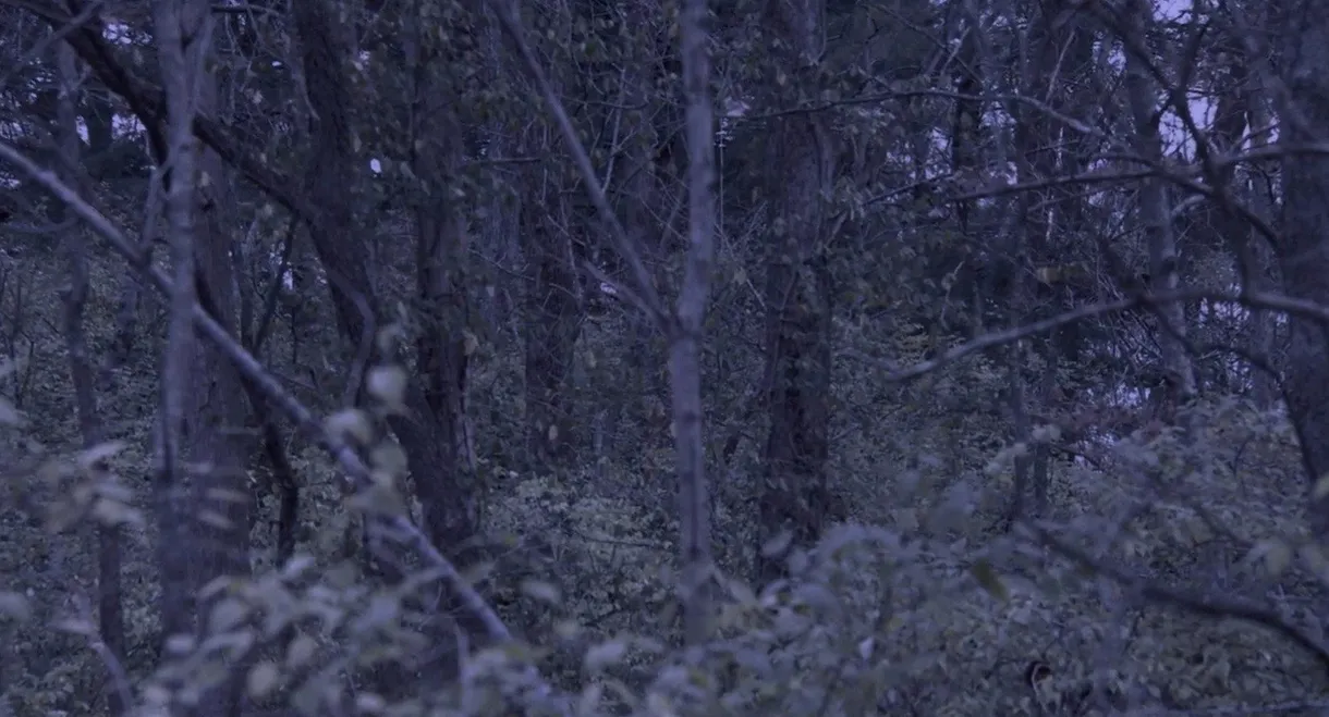 Sometime, Somewhere, in Bellwood