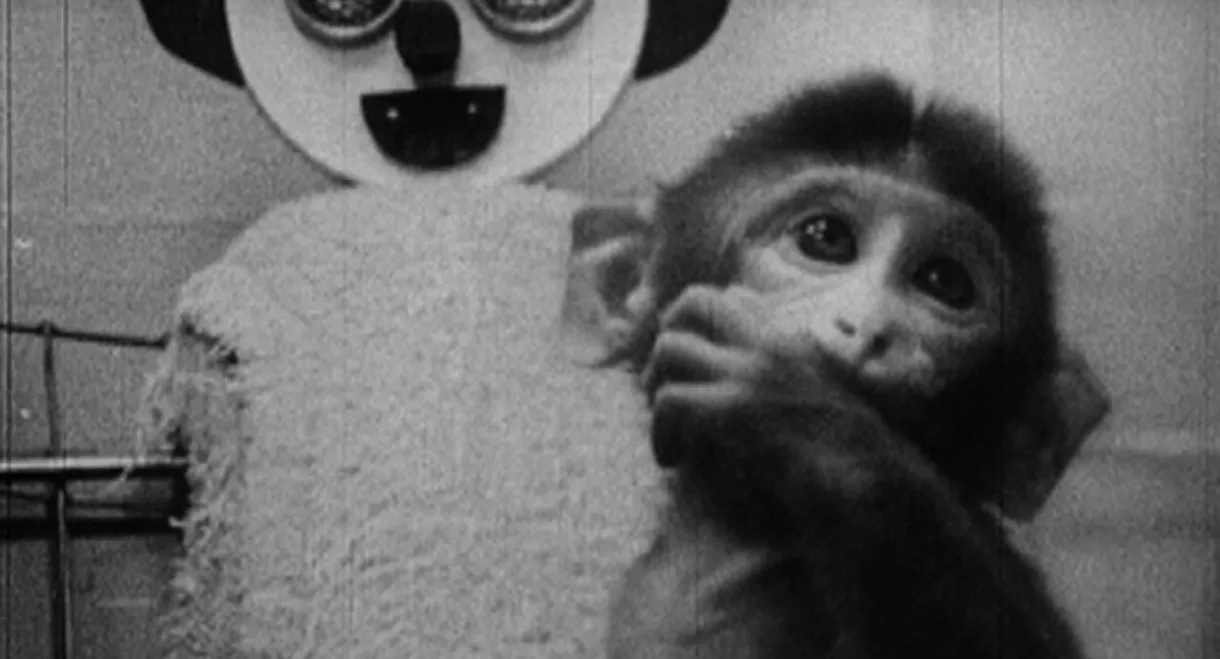 Star Spangled to Death