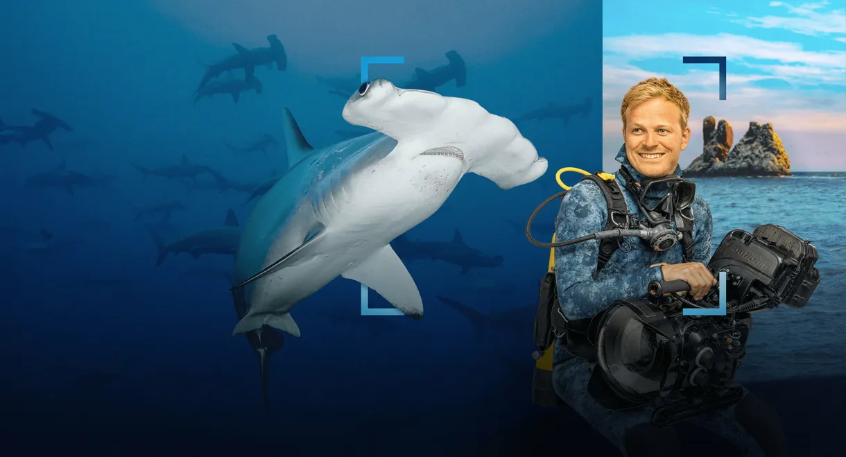 Hammerhead Sharks Up Close with Bertie Gregory