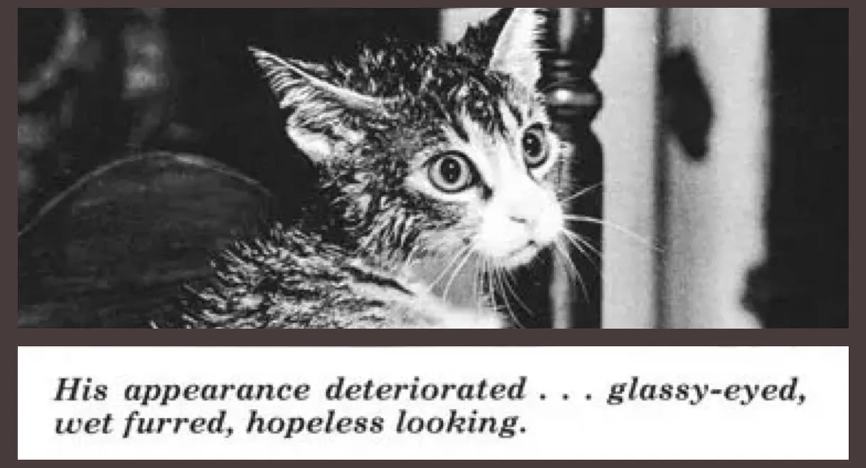 The Cat That Drank and Used Too Much