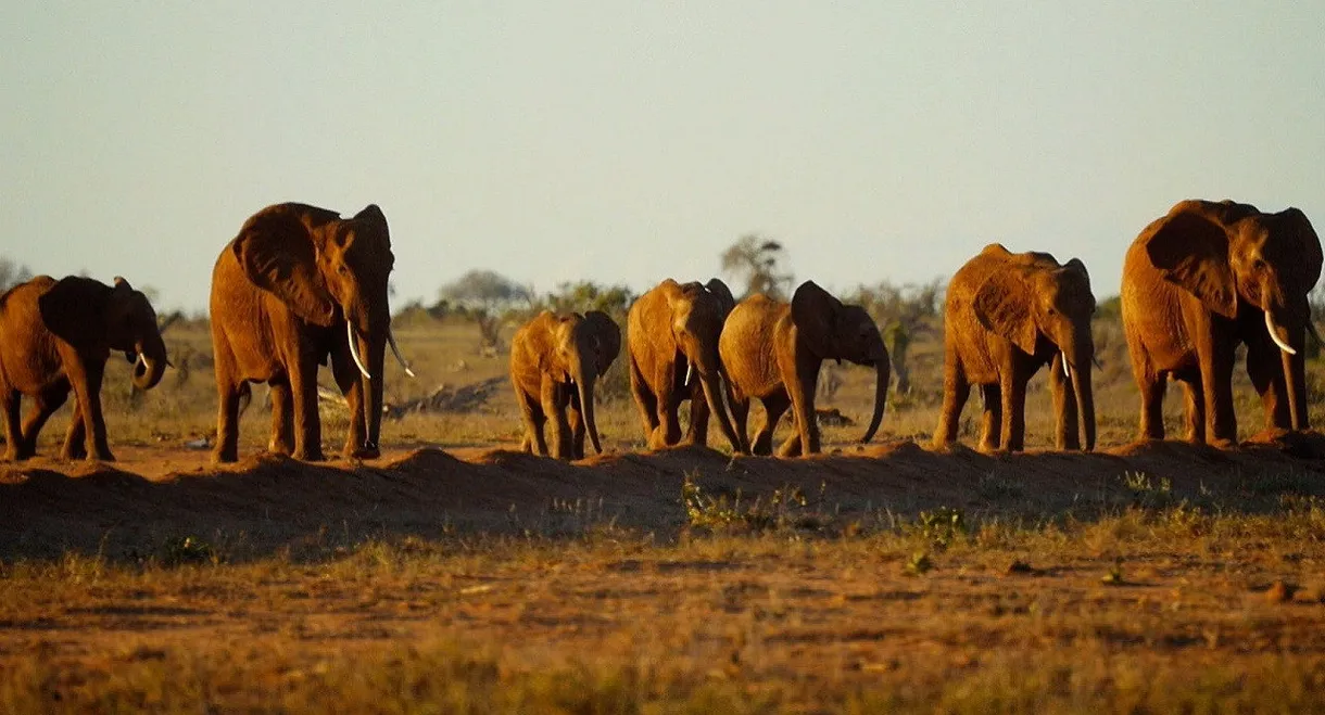 Ivory. A Crime Story
