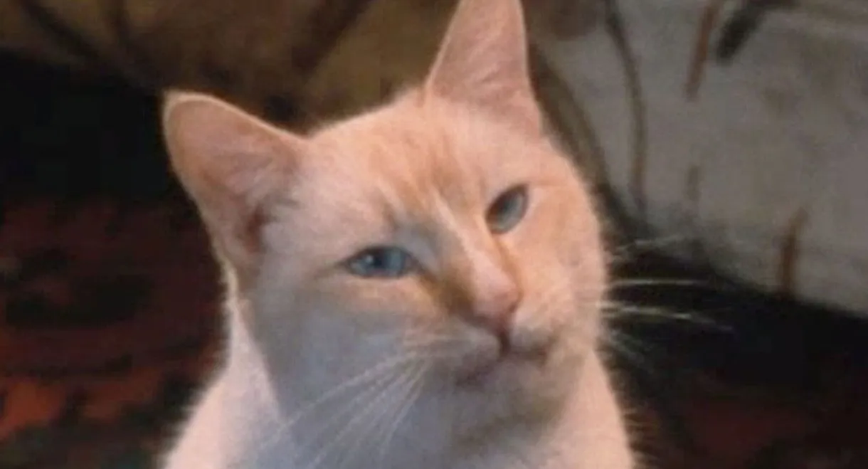 The Richest Cat in the World