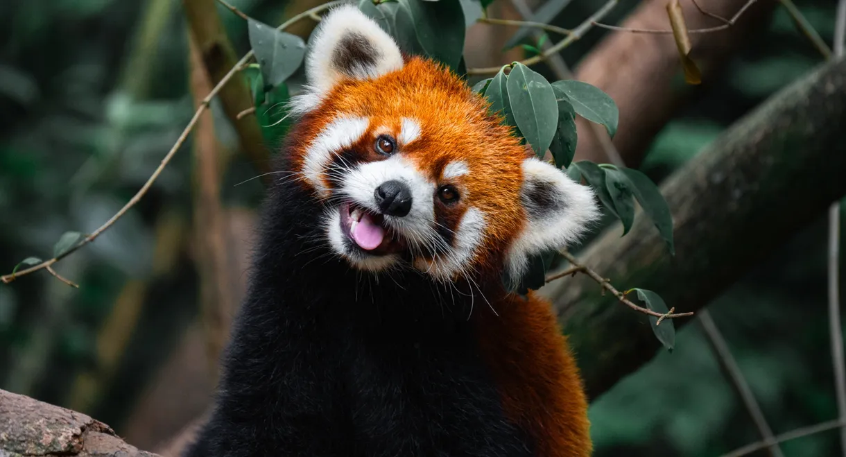 Wild Asia: Life at Extremes