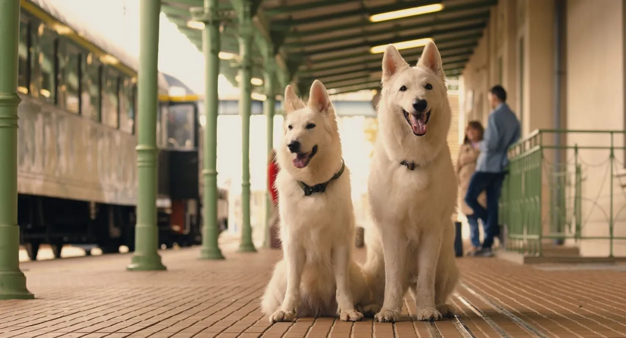 The Travelling Dog 2