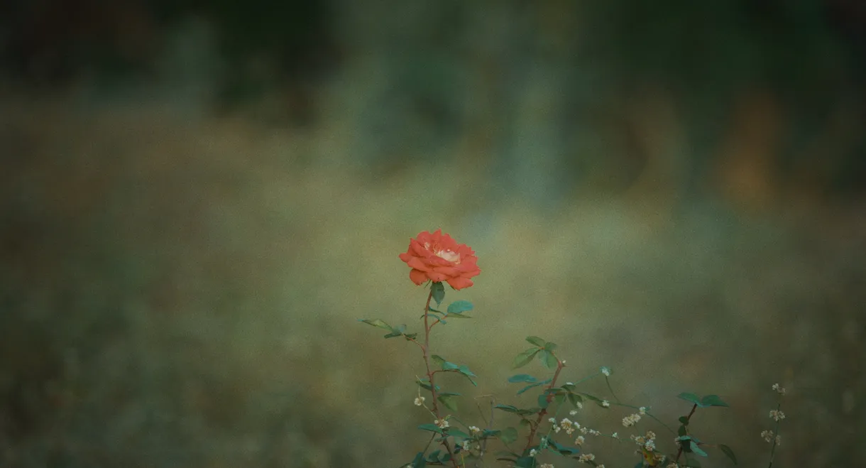 The Merchant of Vinashna