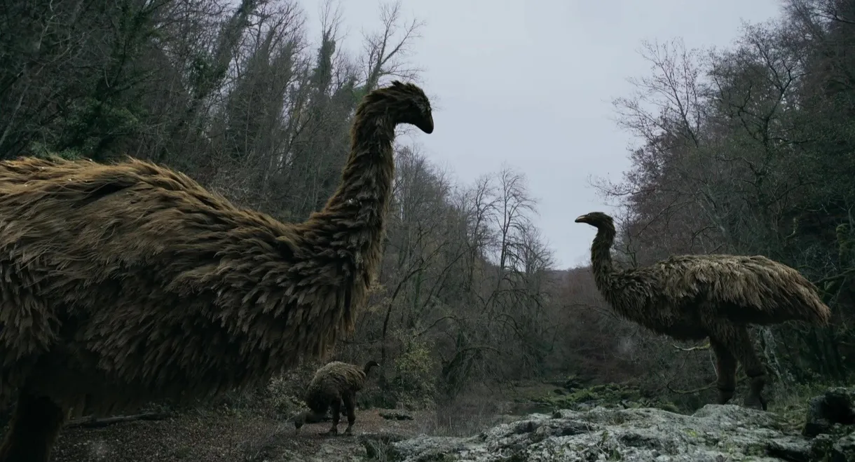 Mystery of the Giant Birds