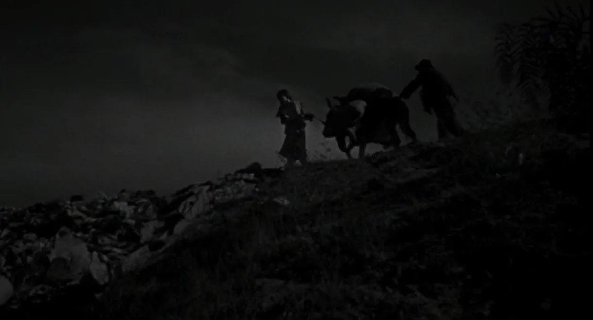 The Young and the Damned