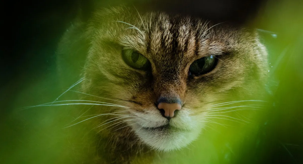 The Tigers of Scotland