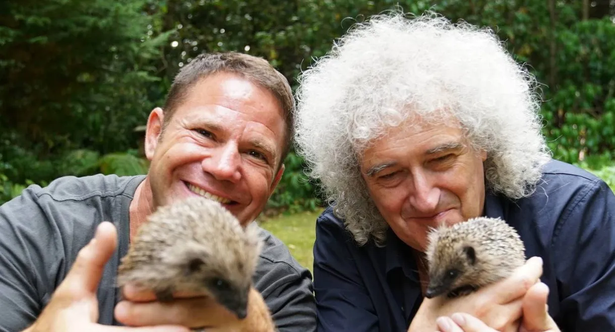Meet the Hedgehogs