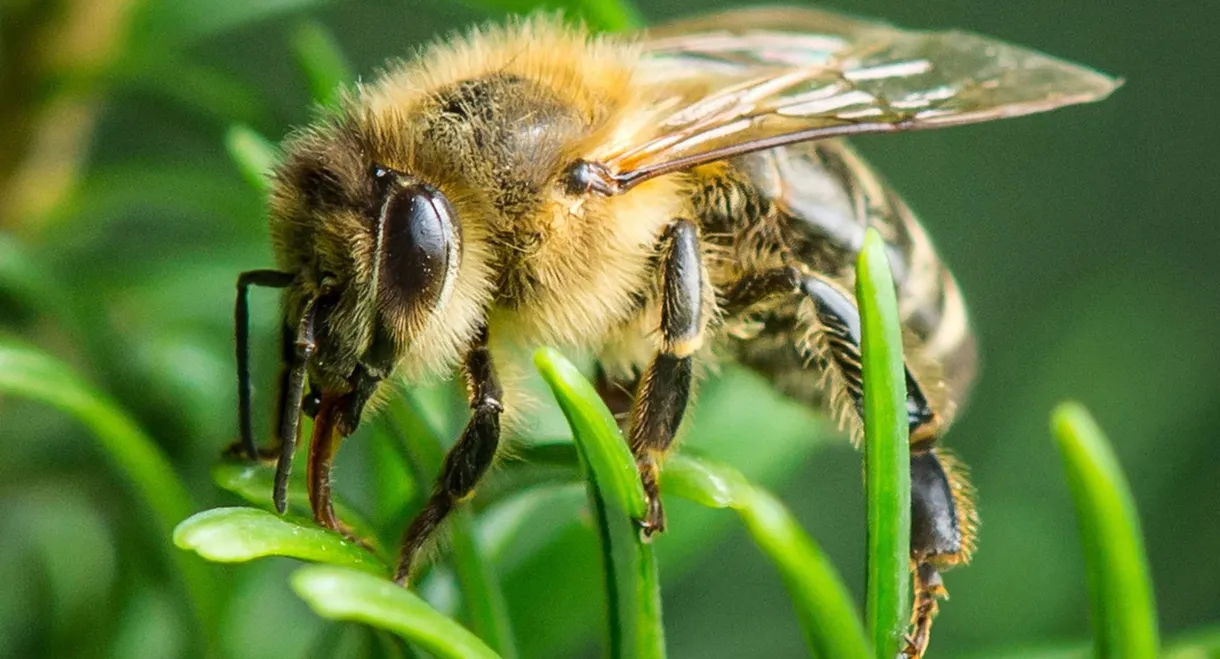Im Wald der wilden Bienen