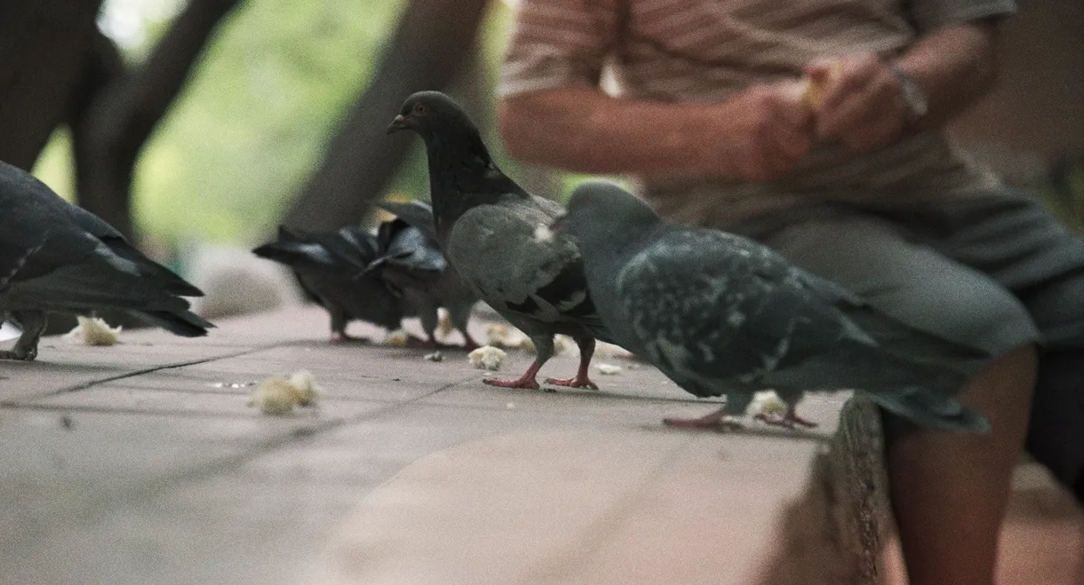 Searching for the Pigeon Man