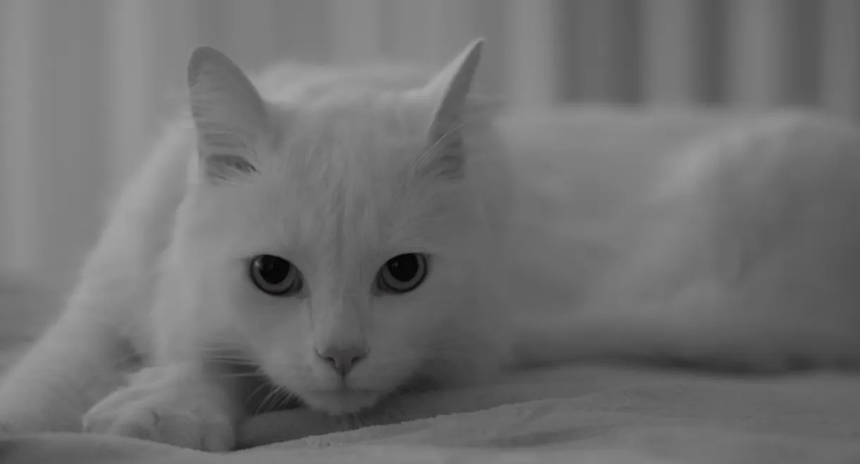 The Human, the Cat, the Beetle