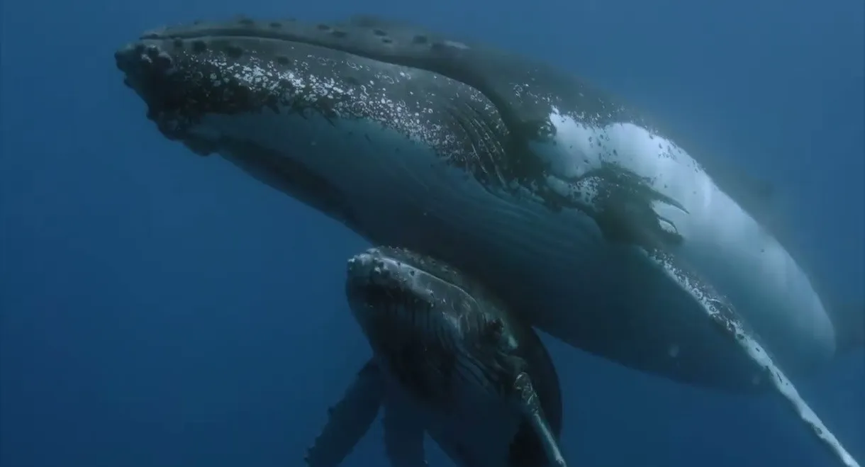 Des baleines, des tortues et des hommes