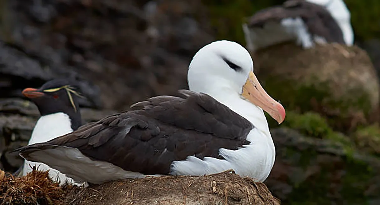 Albatros et gorfou, une fable australe