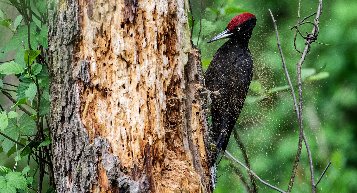 Knock knock – a Woodpeckers world