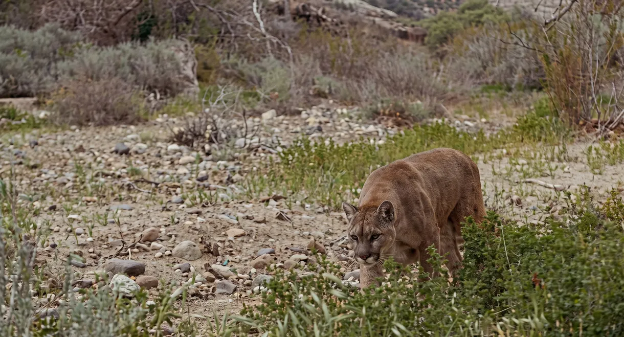 Lassie and the Flight of the Cougar