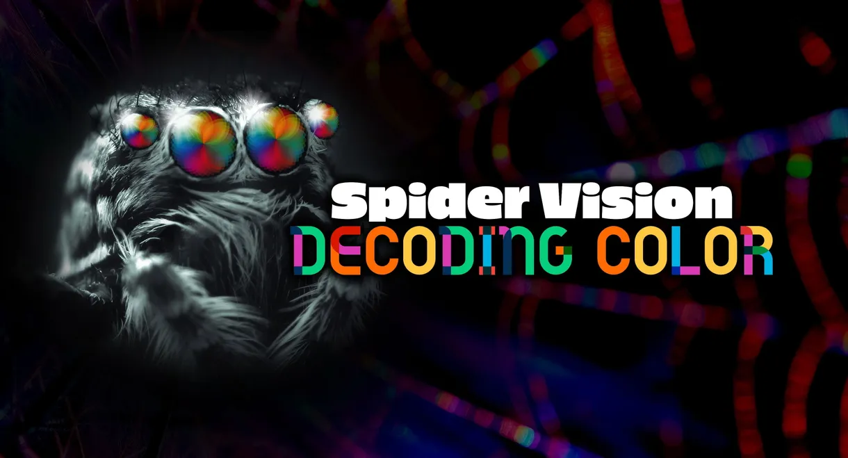Spider Vision: Decoding Color