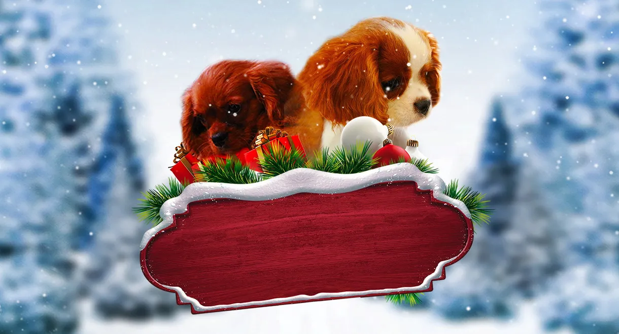 Project: Puppies for Christmas
