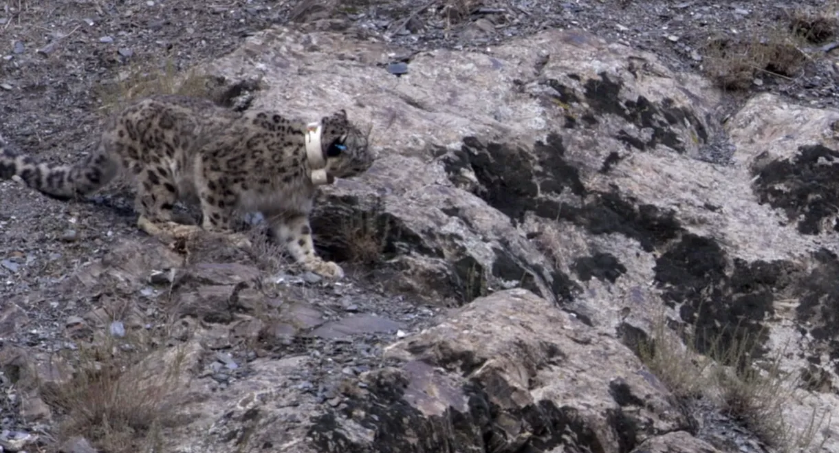 Snow Leopard: Beyond the Myth