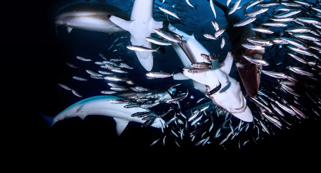 Great Shark Chow Down