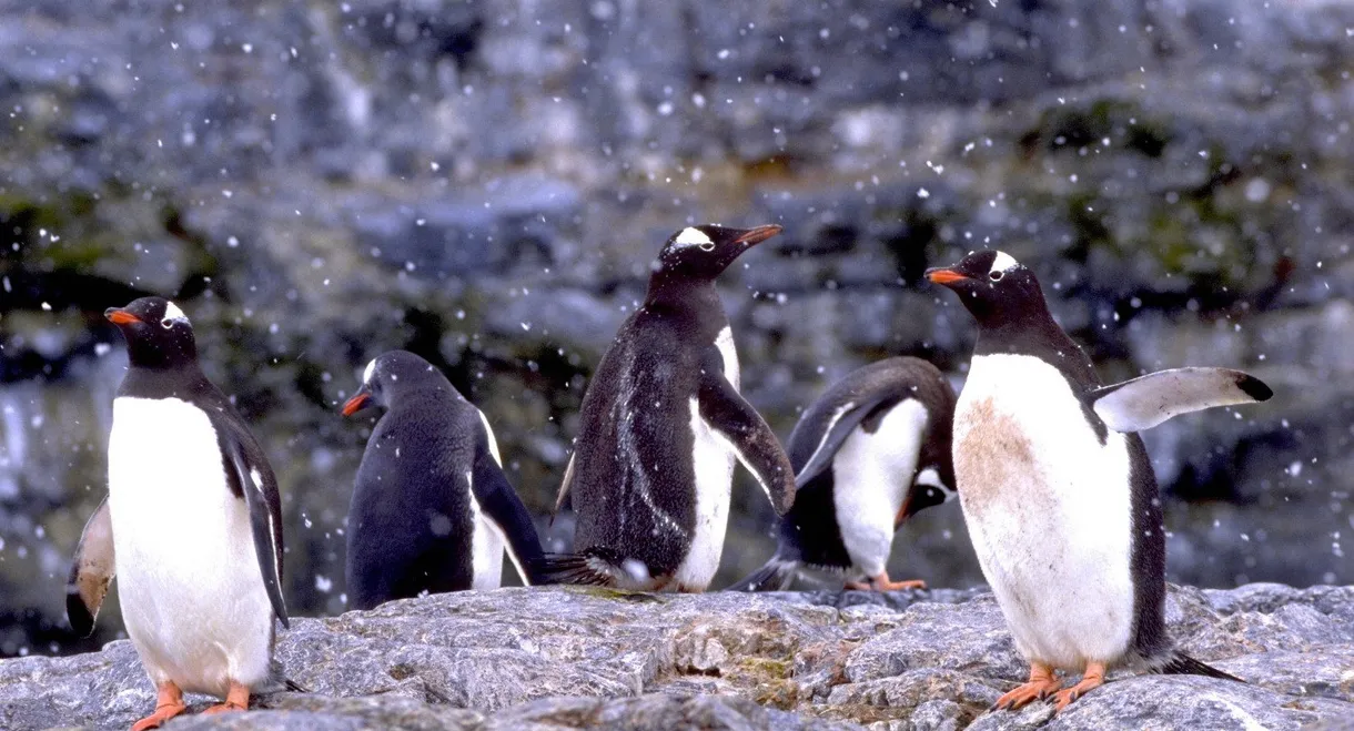 The Penguin Counters
