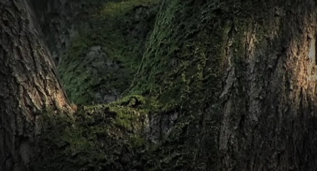 Conversation with Nature