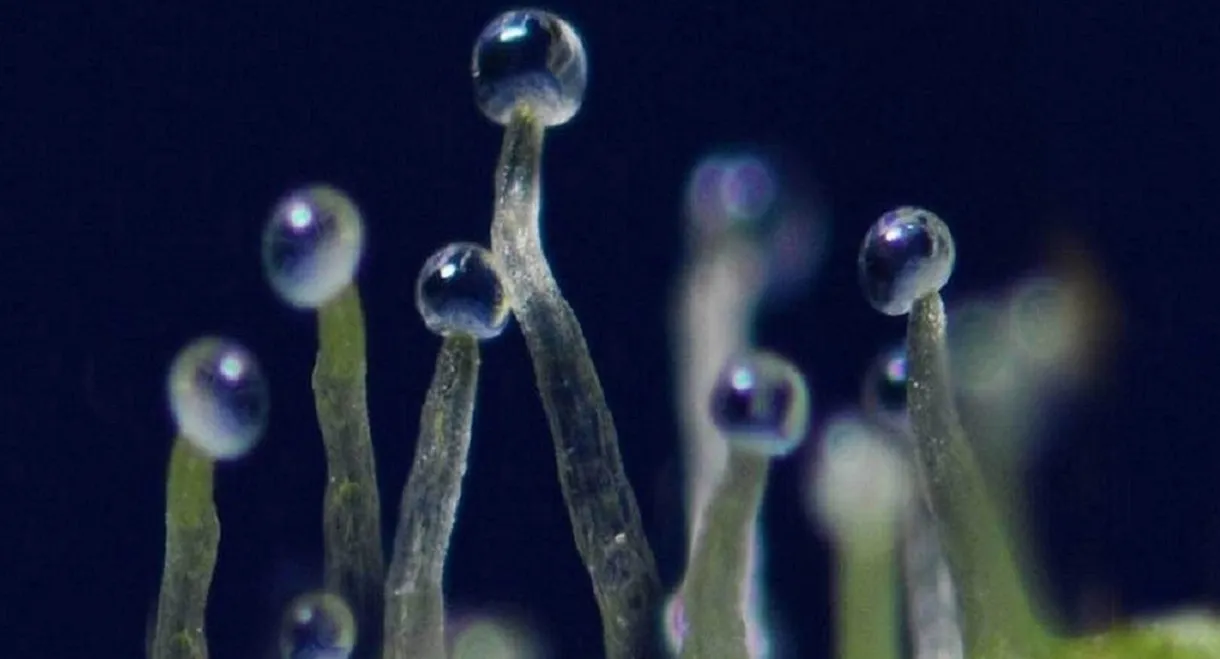 What If Cannabis Cured Cancer