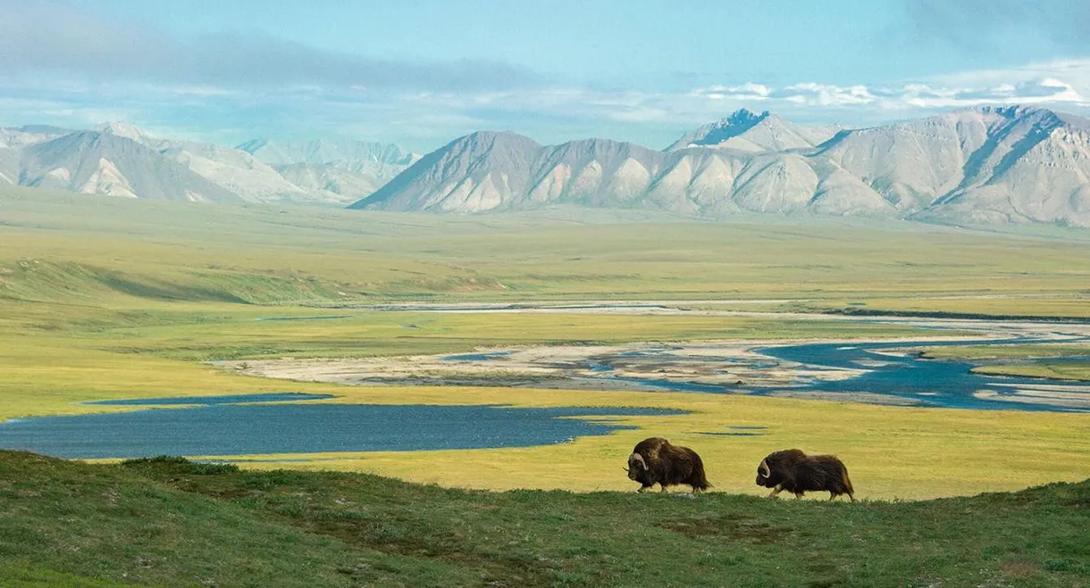 American Arctic