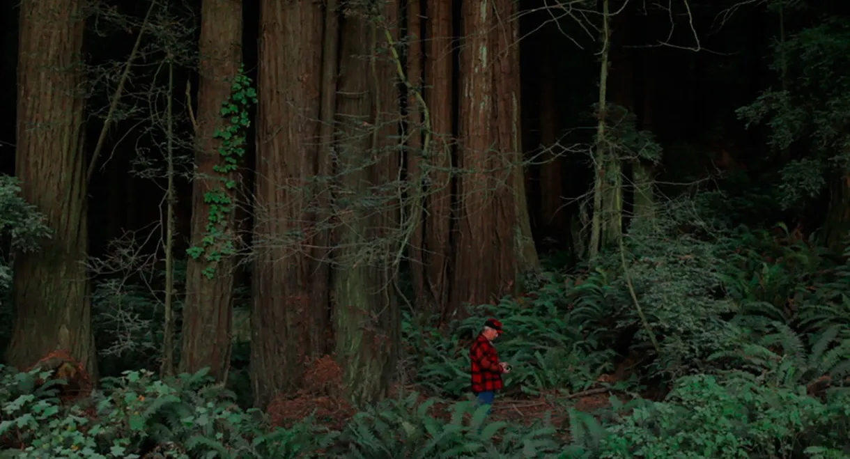 Behind the Redwood Curtain