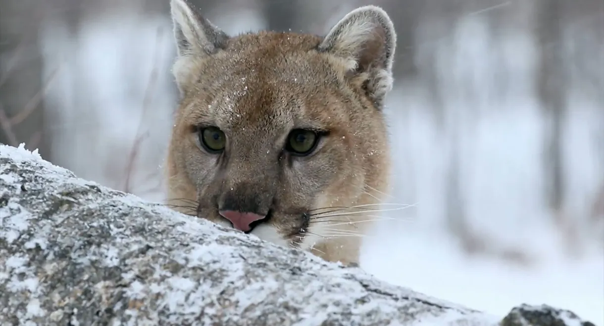 Cougar: On the Trail of the Ghost Cat