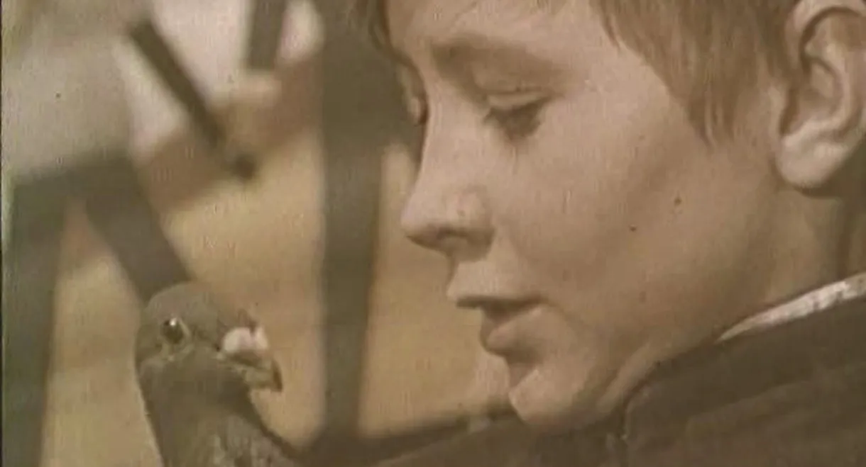 The Boy and the Pigeon