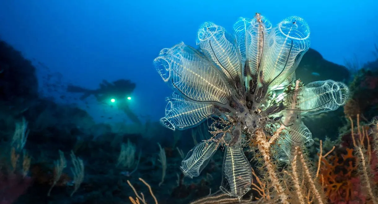 Méditerranée : la face immergée des volcans