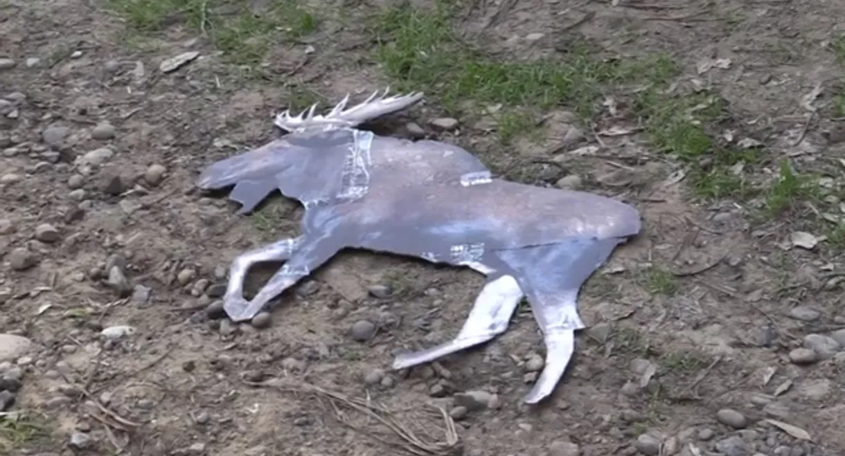 ARGYLE JENKINS: INTERNATIONAL MOOSE CATCHER