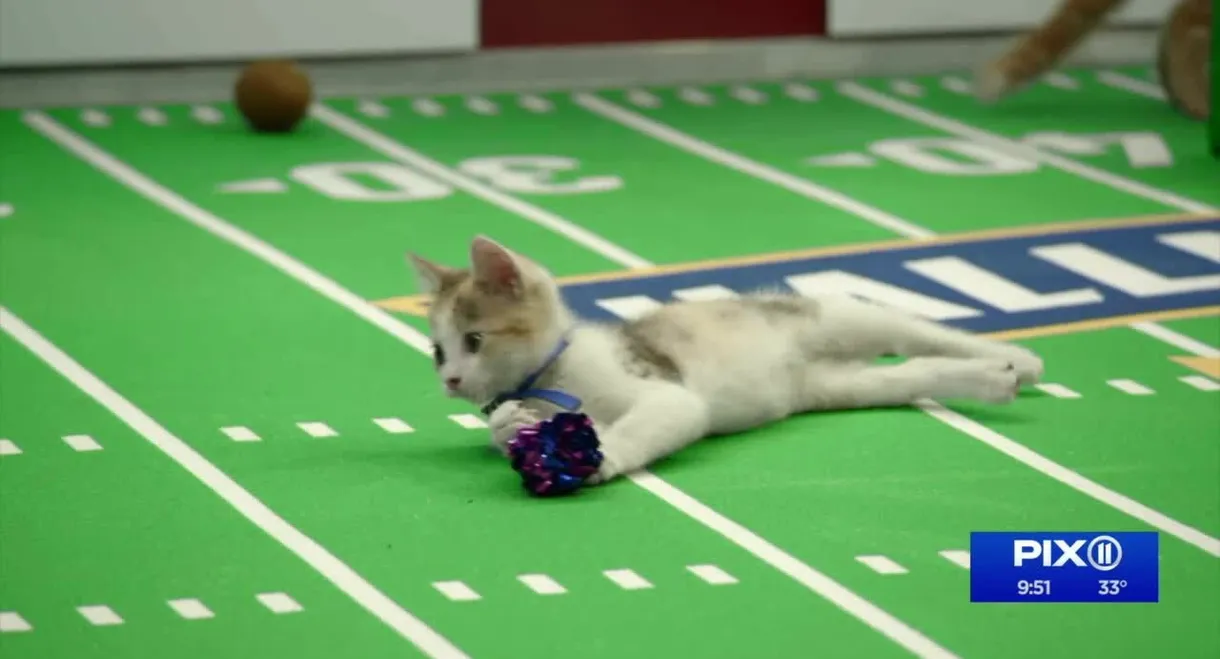 Kitten Bowl VIII Special