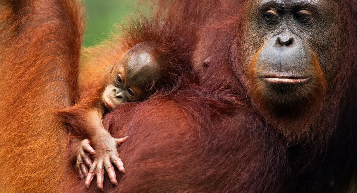 Orang Utans - Keepers of the Jungle
