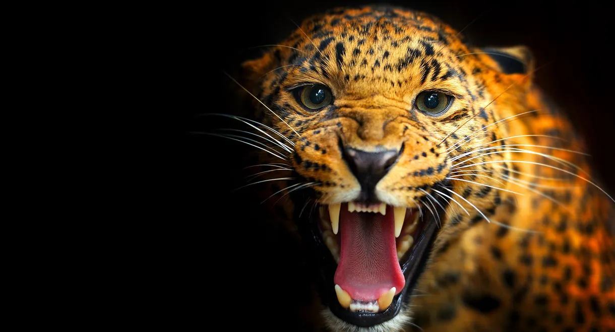 Among Big Cats and Anteaters - With Lydia Möcklinghoff in Brazil's wildlife
