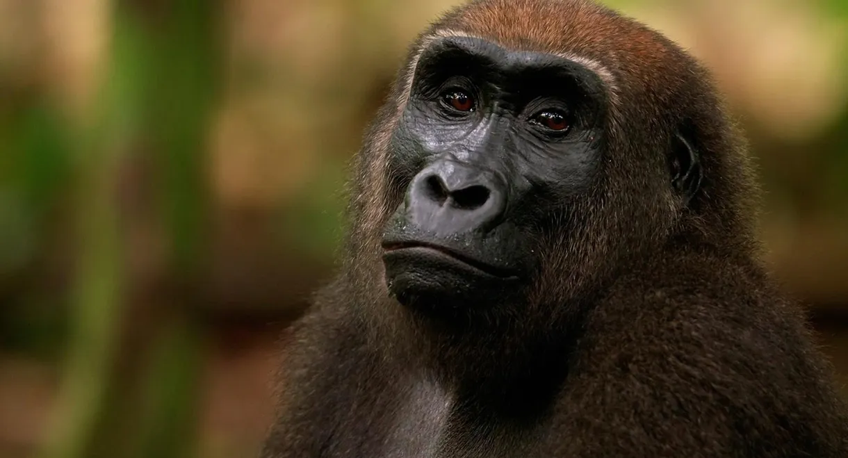 Gorilla