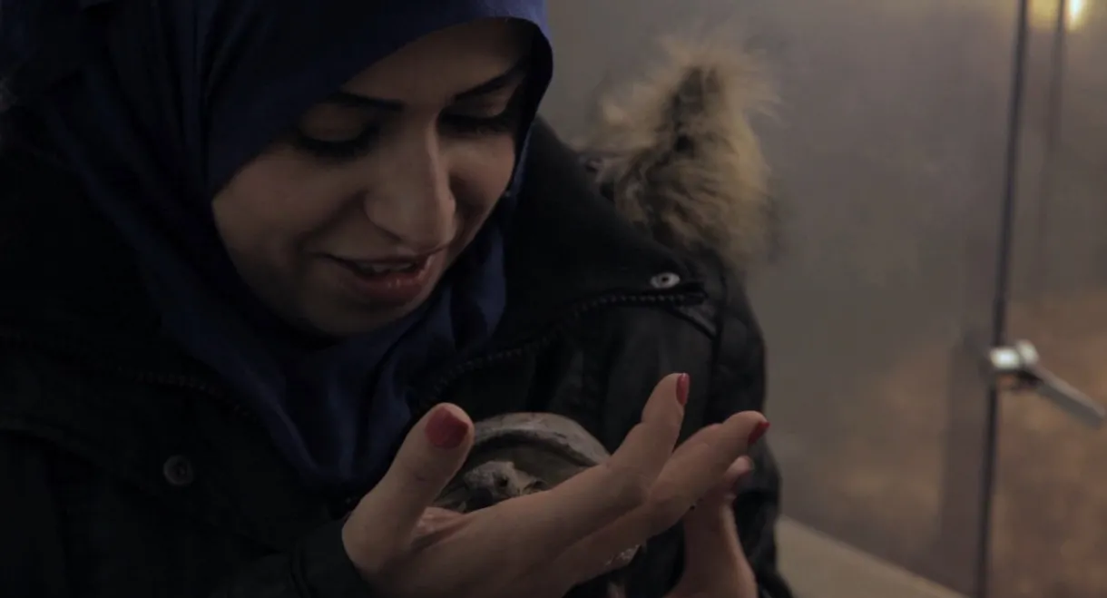 Schildkröten Panzer