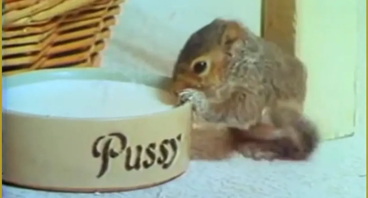 Squirrel on My Shoulder