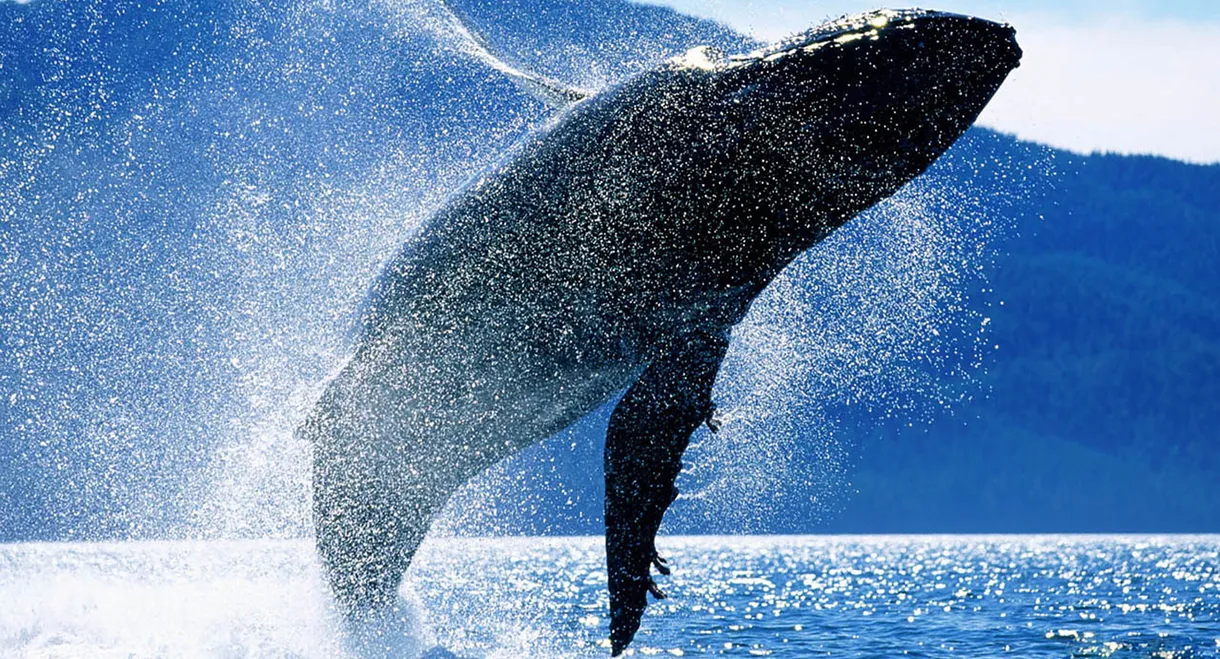 Whales: An Unforgettable Journey