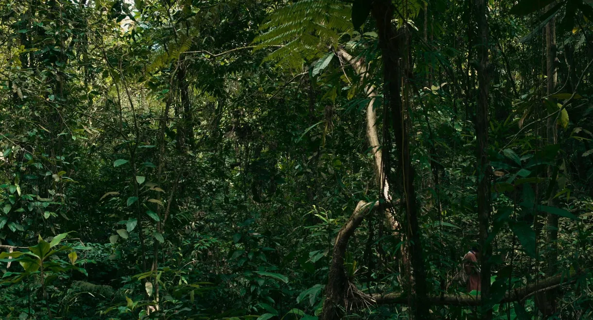 O verde fascínio me faz distante