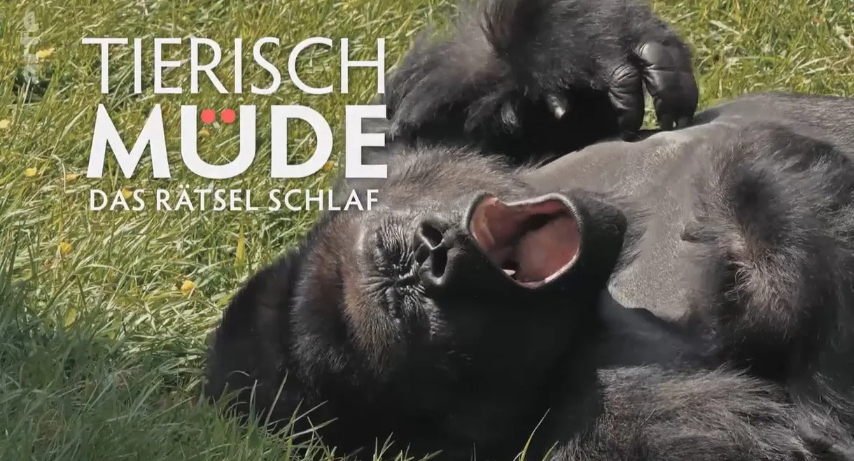 Tierisch müde - Das Rätsel Schlaf