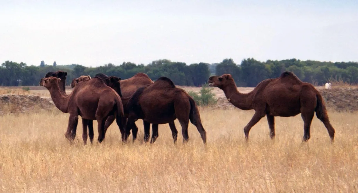 Un remède de chameau - La révolution des nanocorps