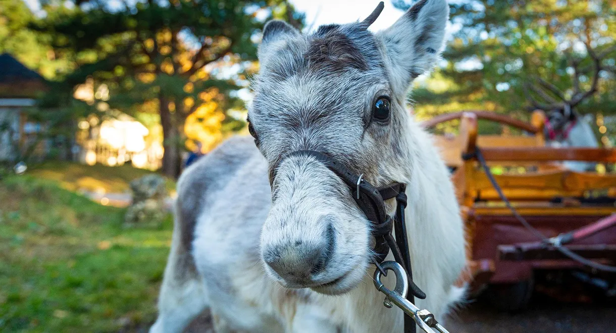 A Baby Reindeer's First Christmas