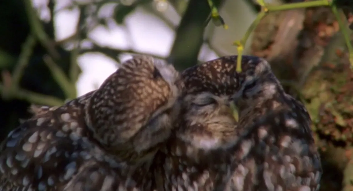 The Owls and the Orchard
