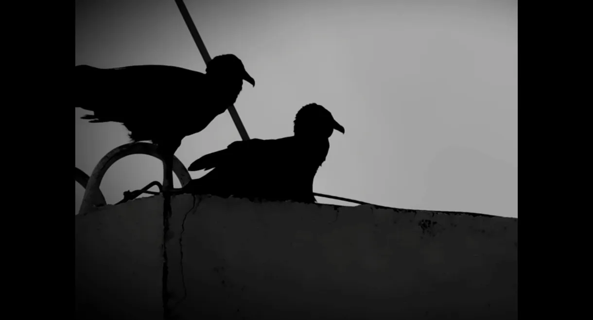 Urubu(s)