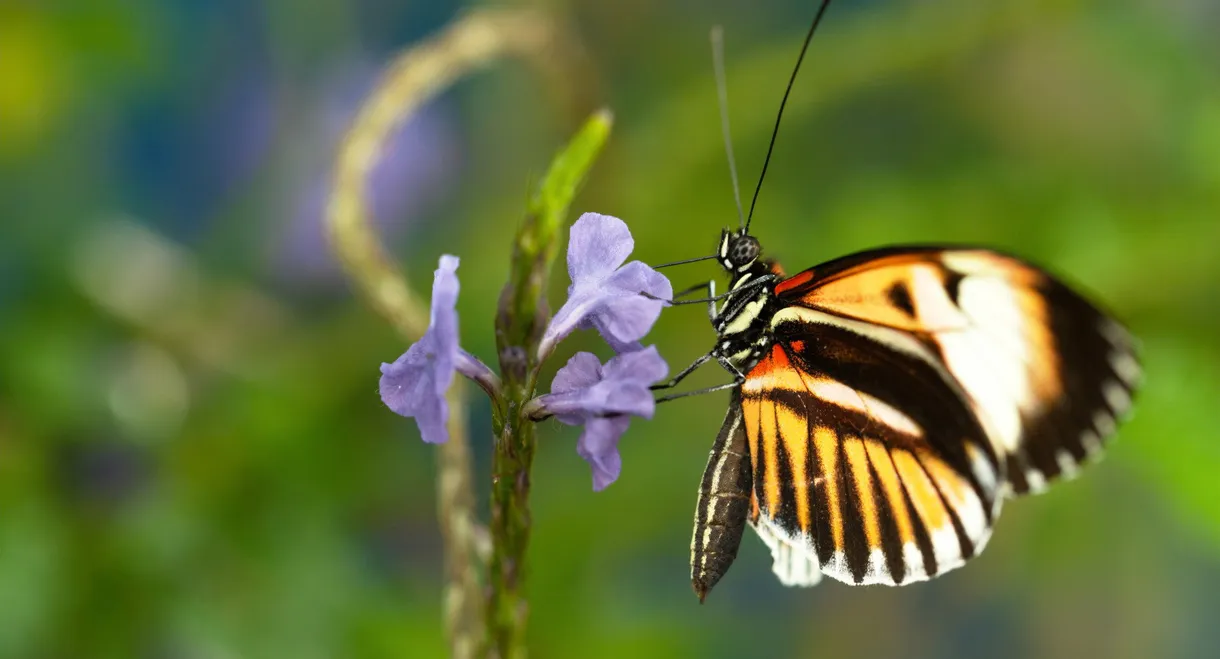 Sex, Lies and Butterflies