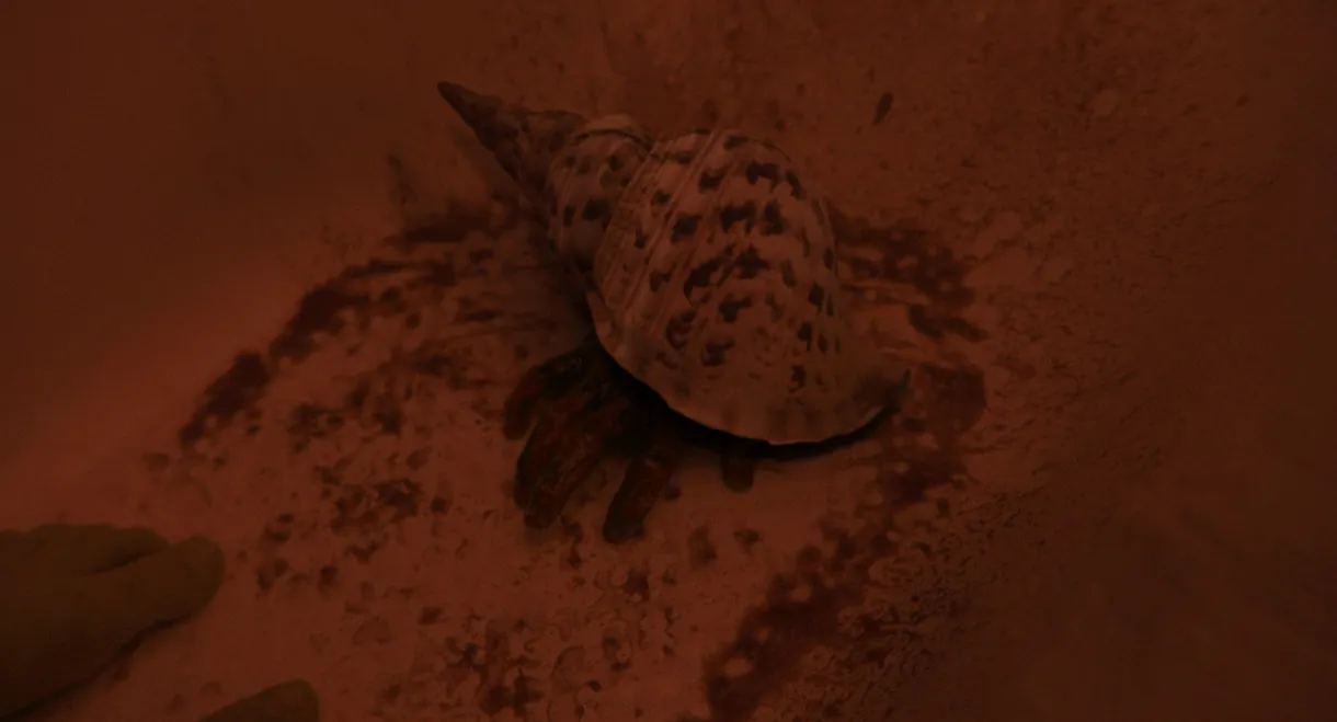 Whispers of the Waves