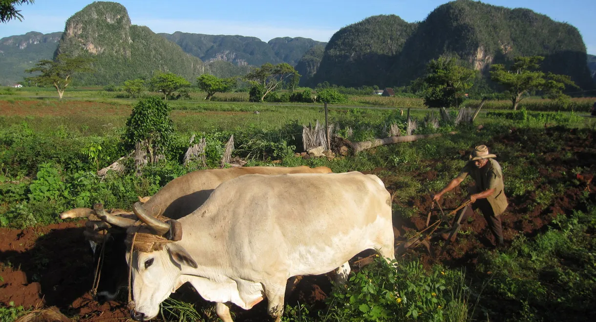 Cuba: The Accidental Eden