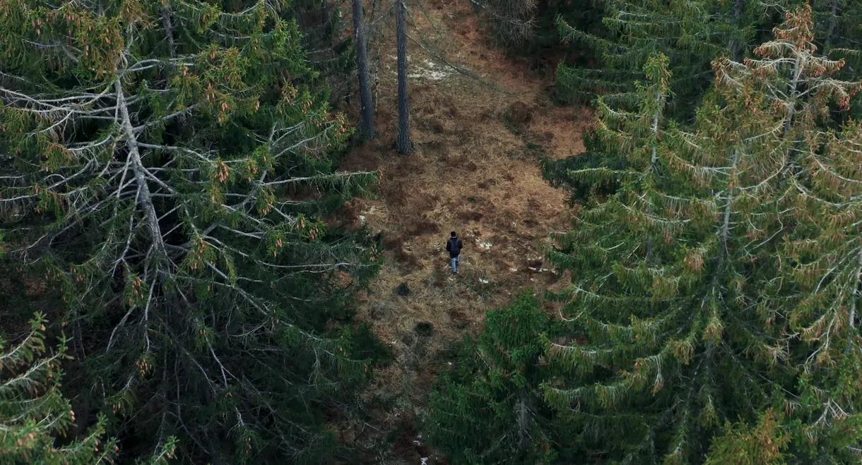 il bianco della rosa